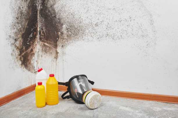 Best Mold Removal Near Me  in Atlantic City, NJ