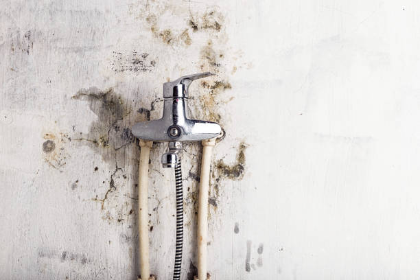 Best Mold Removal Company Near Me  in Atlantic City, NJ