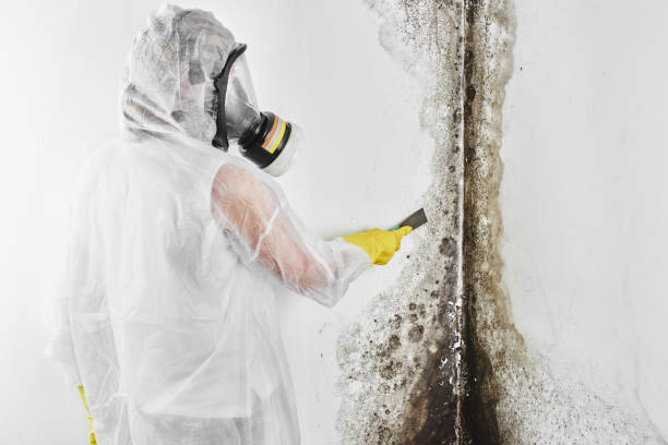 Best Mold Remediation Experts  in Atlantic City, NJ