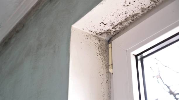 Reliable Atlantic City, NJ Mold Removal Solutions