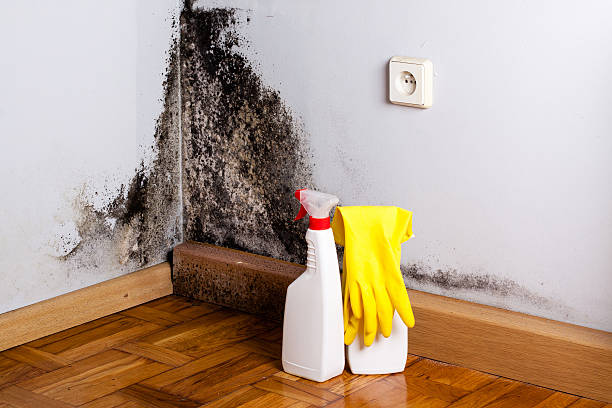 Best Mold Removal and Inspection  in Atlantic City, NJ